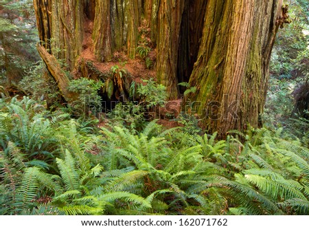 massive redwood trunk among Western Sword Ferns, northern California