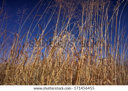 big bluestem tall prairie grass and switch grass, blue sky