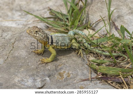 collared lizard on rock; Tallgrass Prairie Natural Preserve, Flint Hills, Kansas
