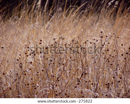 tall grass prairie, Homestead National Monument of America