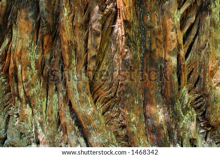 Redwood Trunk