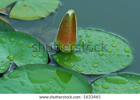 water lily bud and pads, Mt. Angel Abbey, Oregon