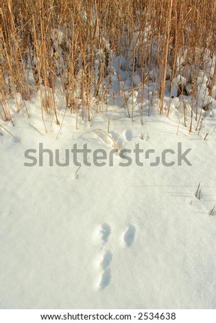 rabbit tracks and tall grass prairie; Homestead National Monument of America, Beatrice, Nebraska