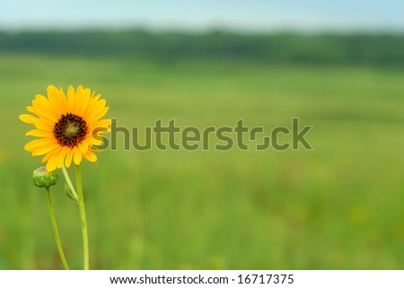 single sunflower with copy space; Homestead National Monument of America, Beatrice, Nebraska