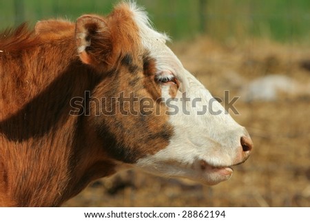 white-faced beef cow facing the sun