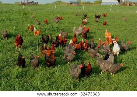 free-range chickens, rural Nebraska