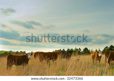 beef cows and calves in Nebraska field