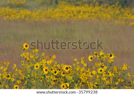 sunflowers and tall grass prairie at Homestead National Monument of America, Beatrice, Nebraska