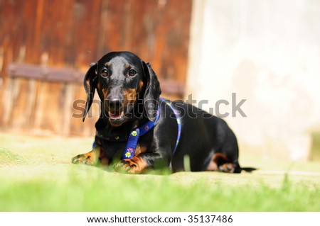 miniature black and tan dachshund. miniature black and tan dachshund. stock photo : Black and tan