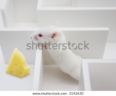 Mouse Searching a piece of cheese