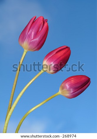 Three red tulips against the sky Three red tulips against the sky