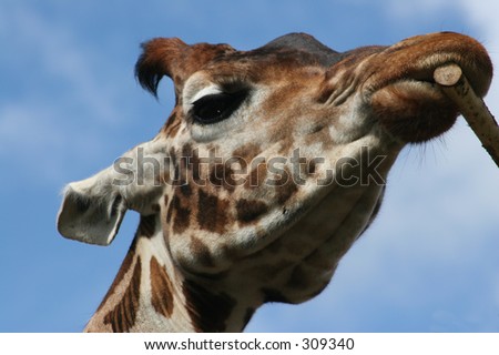 A close up portrait of a giraffe chewing a stick