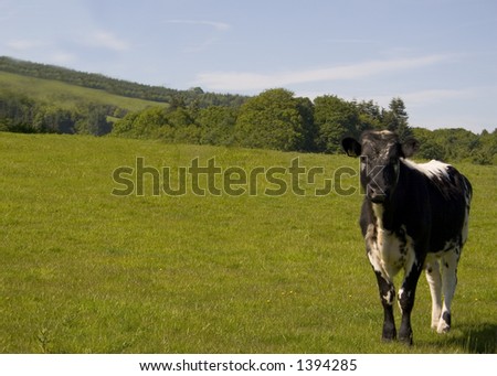 Young cow stares in curiosity,with copy space