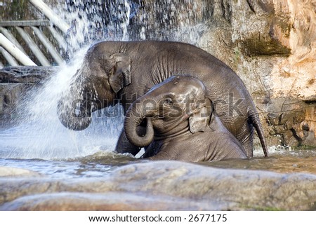Two baby elephants showering under a waterfall