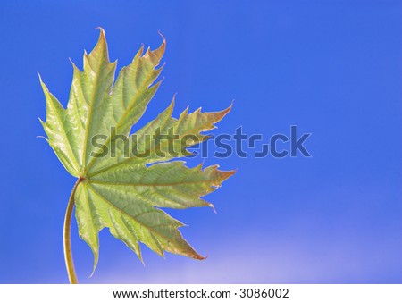 A fresh spring leaf opening with the blue sky in the background. With room for copy.