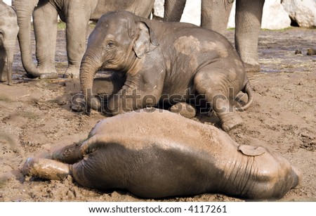 Baby elephants playing in the mud