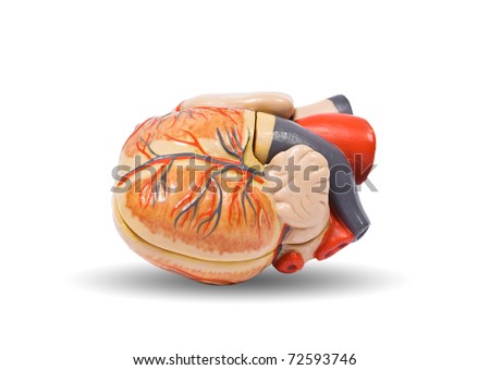 Human heart anatomy, medical visual aid