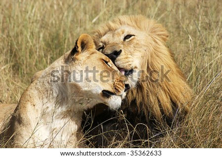 Lions Grooming