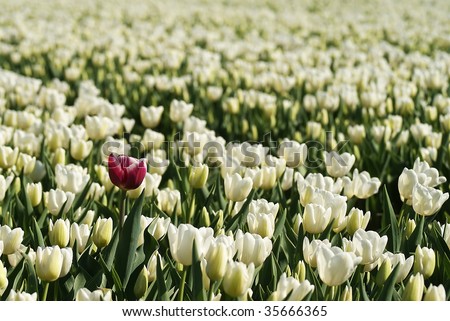 Dare to be different: one purple tulip in a full field of white ones