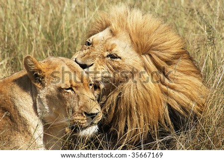 Lion couple busy grooming