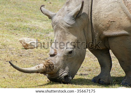 White rhino eating grass