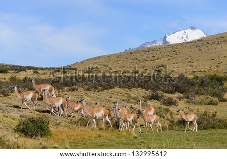 The guanaco is a vulnerable animal native to the arid, mountainous regions of South America.
