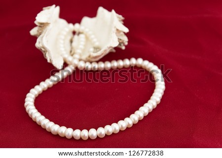 Sea shell with pearl necklace on red background