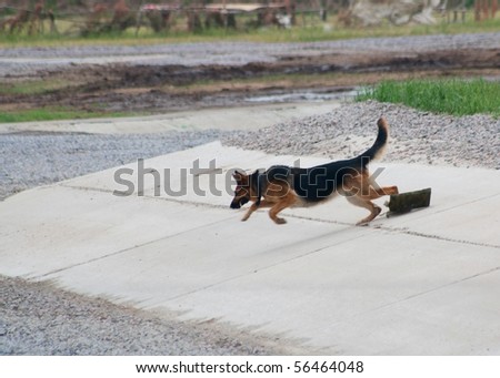 ZHUKOVSKY, RUSSIA - JULY 3: the military dog runs away after planting an explosive on the Forum ET-2010 on July 03, 2010 in Zhukovsky, Russia