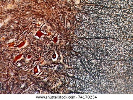 Mammalian nervous tissue under a microscope (~60x)