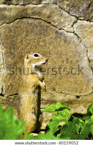 European ground squirrel standing and looking to the distance