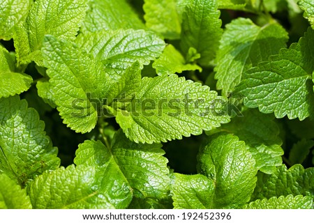 Green mint background
