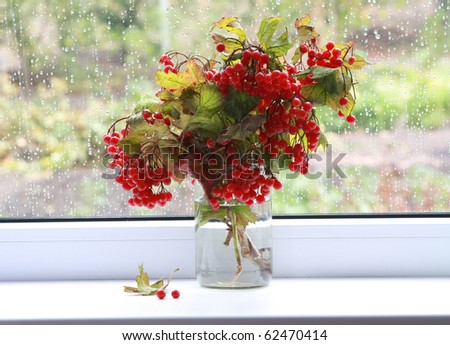 Autumn tears. Beautiful still-life with viburnum branches in jar at a window.