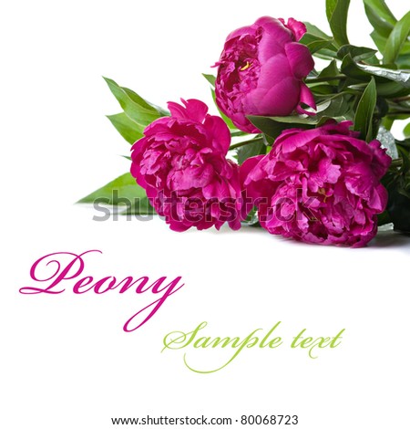 Pink peonies on the white background with space for text. Isolated