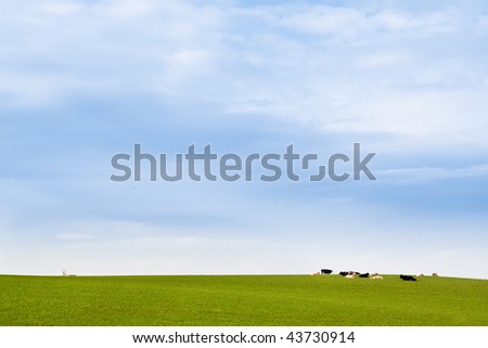 cows lying in the meadow under blue sky with a little village church at the background. this photo truly expresses the totally unspoilt nature of northern ireland
