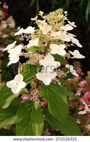 Bigleaf hydrangea, French hydrangea, lacecap hydrangea, mophead hydrangea, penny mac, hortensia (Hydrangea macrophylla)