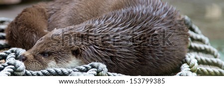 Pretty Otters, the members of Mustelidae family