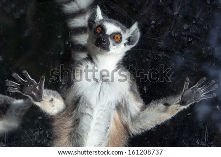 Ring-tailed lemur (Lemur Catta) behind a glass aviary zoo