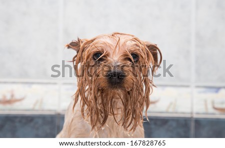 Little wet Yorkshire terrier after the bath
