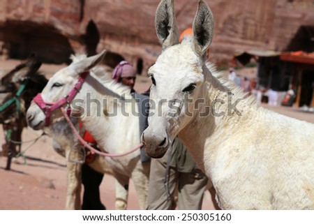 Donkeys amongst the sandstone desert landscape of Petra, Jordan-- it is a symbol of Jordan, as well as Jordan\'s most-visited tourist attraction.