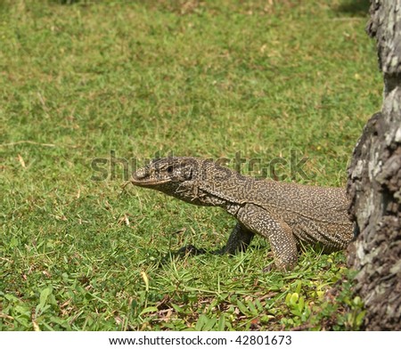 Island Sri Lanka (Ceylon), the big grey monitor lizard naturally.