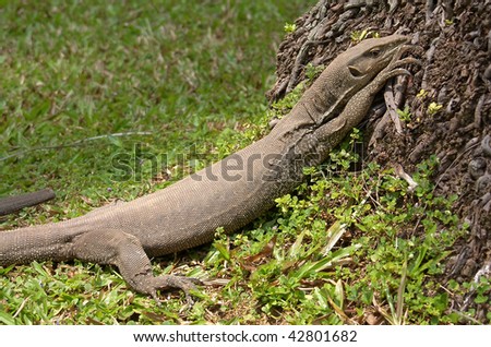 Island Sri Lanka (Ceylon), the big grey monitor lizard naturally.