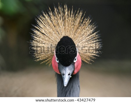 Portrait of a crowned crane with the big cop on a head, consisting of rigid golden feathers