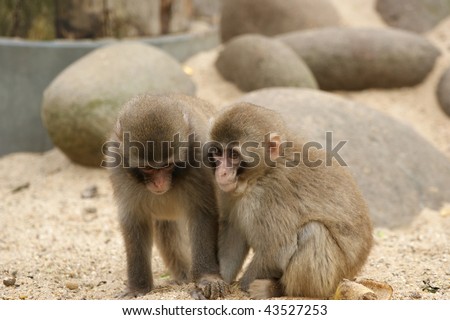 The large image of two small fluffy light brown monkeys.