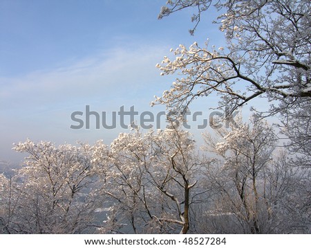 Winter picture of trees in a white frost on a sunny day