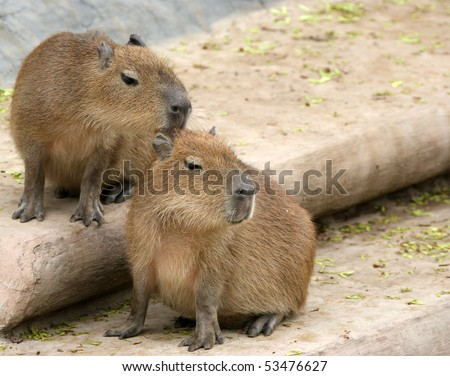 stock photo The European beaver or Eurasian beaver Castor fiber zoo