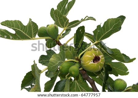 natural ripe fruit on the fig tree