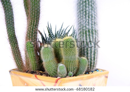 Decorative cactus on a white background