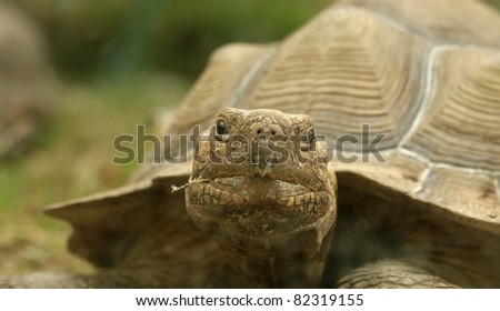 large image of a head of very big tortoise