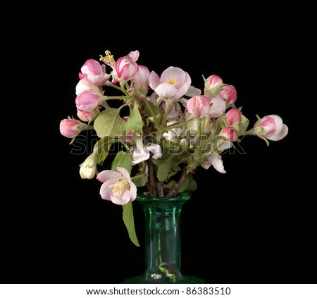 Bouquet of flowers and buds of apple, isolated on black