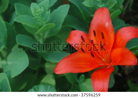 A brilliant orange lily with a background of succulent sedum